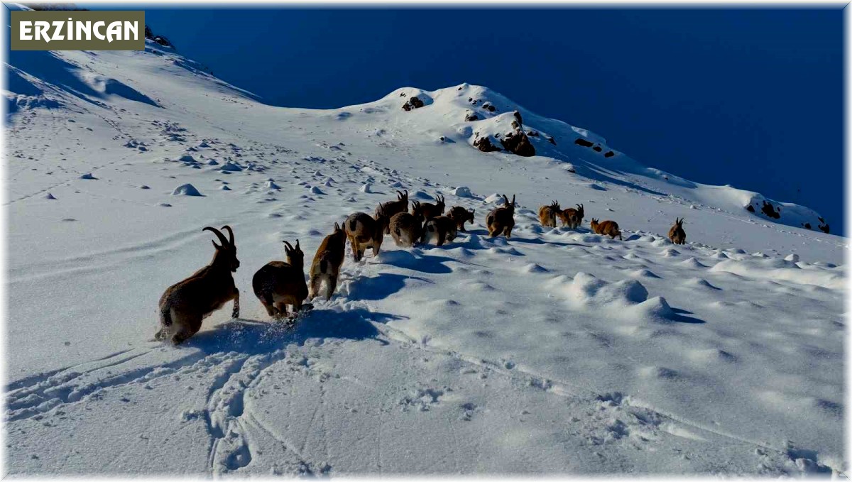 Karlı dağları aşarak göç yoluna koyulan yaban keçileri belgesel tadında görüntü oluşturdu