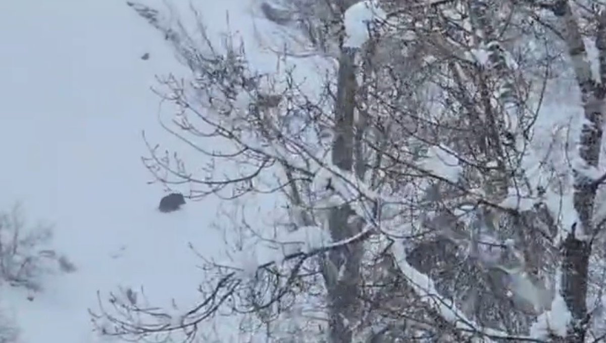 Karlı havada yiyecek arayan yaban domuzu görüntülendi