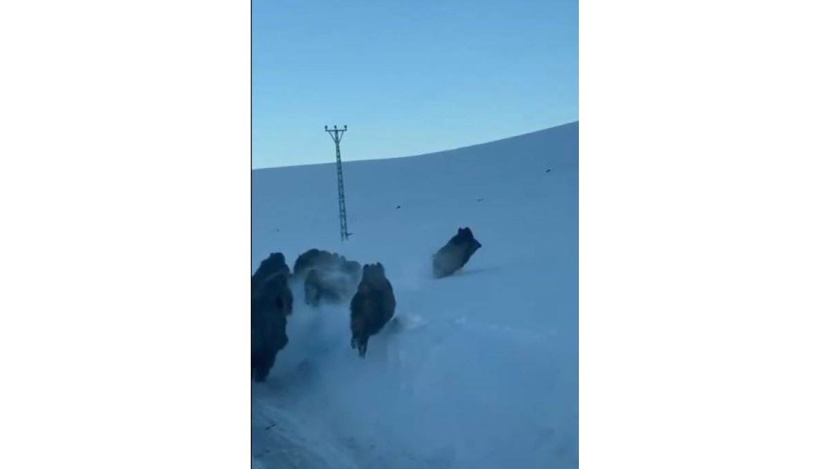 Karlı köy yolundaki domuz sürüsü kamerada