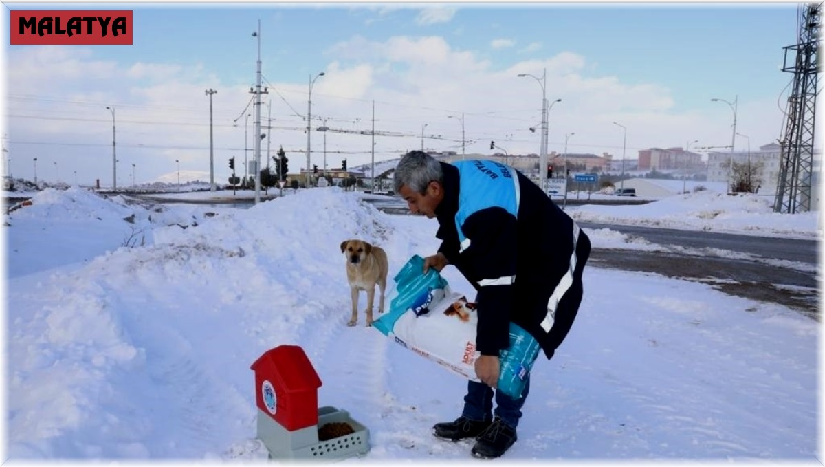 Karlı ve soğuk havada Battalgazi'deki can dostlar unutulmadı