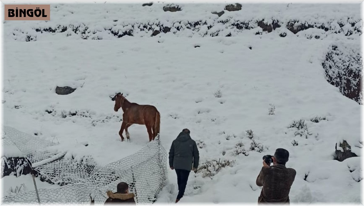 Karlıova'da ayağı kırık at tedavi altına alındı