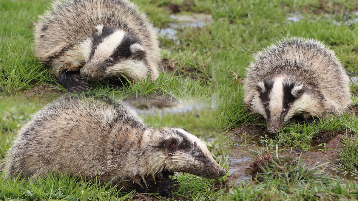 Karlıova'da gölet kenarında yaralı bulunan porsuk tedaviye alındı