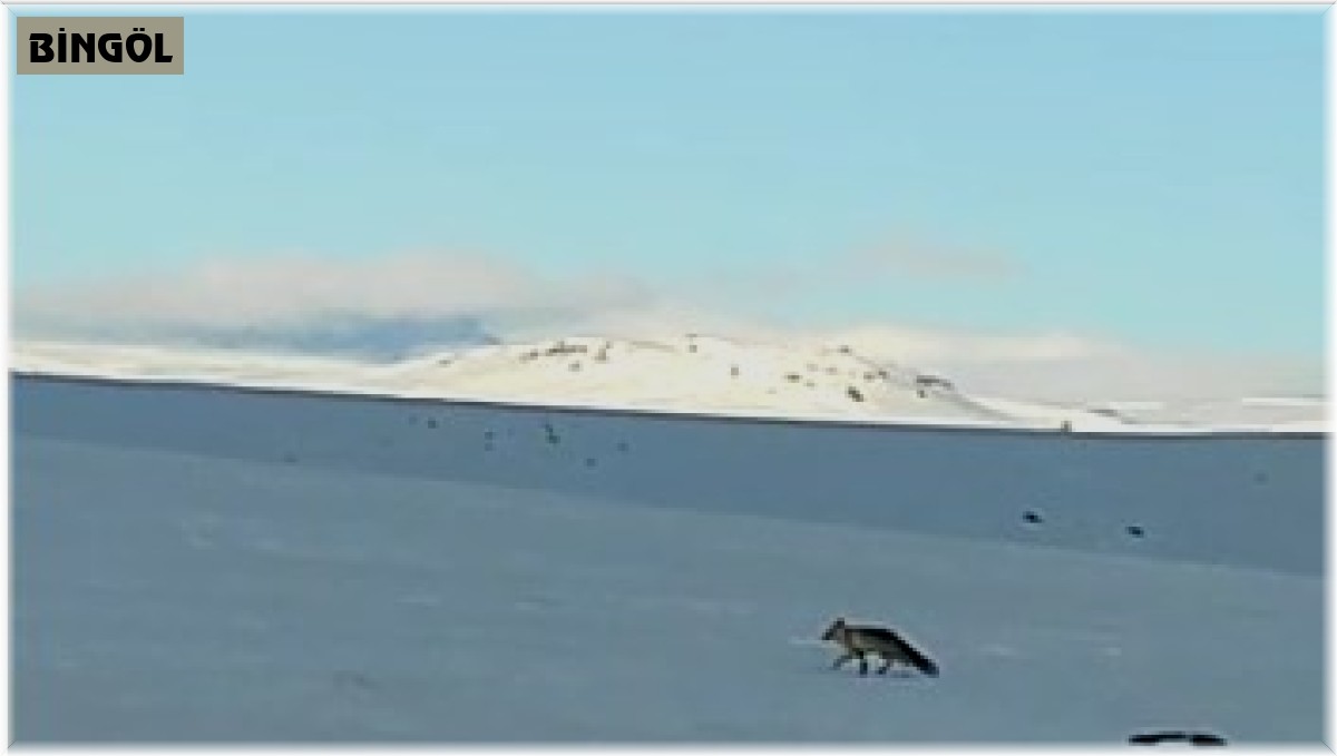 Karlıova'da kar üstünde yiyecek arayan tilki görüntülendi