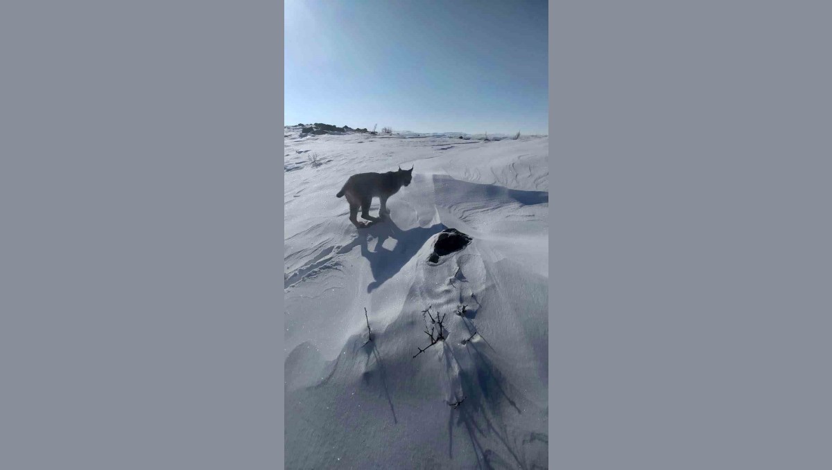 Karlıova'da nesli tükenme tehlikesi altındaki vaşak görüntülendi
