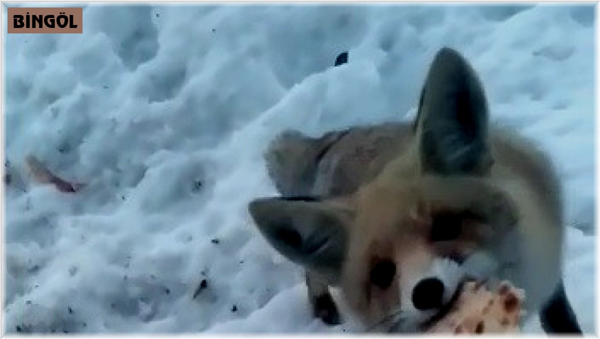 Karnı aç tilkiyi elleriyle besledi