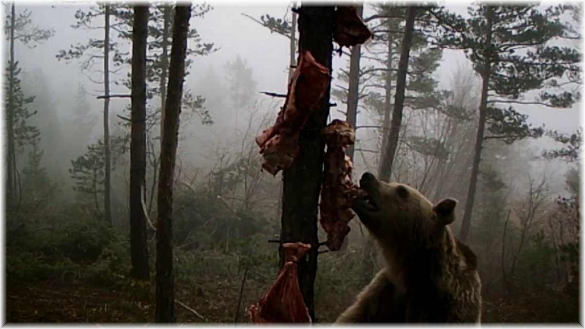 Karnını doyurmaya çalışan ayının komik hareketleri gülümsetti