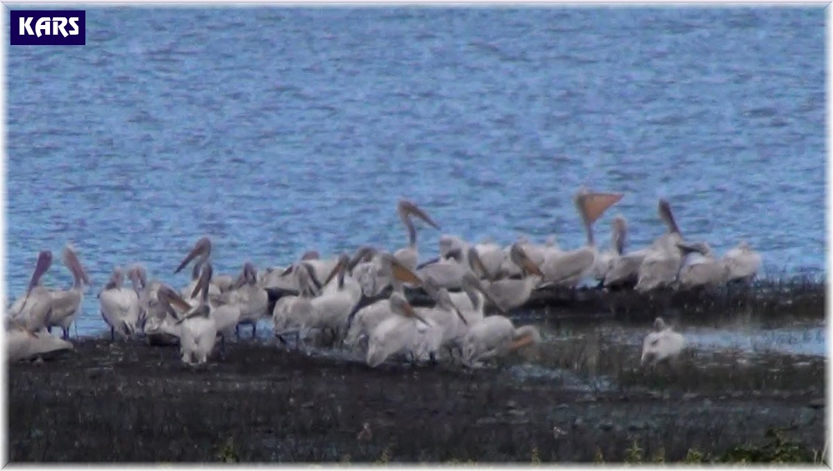 Kars Baraj Gölü'nde pelikan ailesi görüntülendi