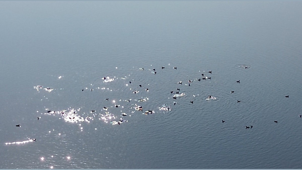 Kars Barajı, göçmen kuşların yeni mekan