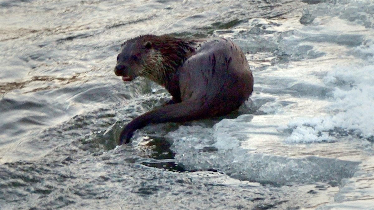 Kars Çayı'nda su samurları buzlar arasında avlanmaya çalışırken görüntülendi