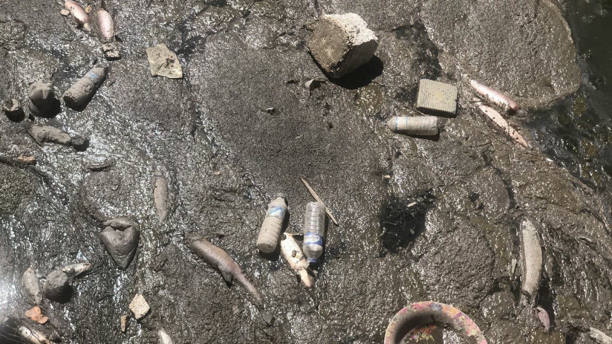 Kars Çayı'nda toplu balık ölümü