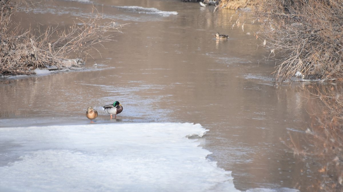 Kars Çayı'ndaki buzlar çözülünce ördekler ve kuşlar rahat nefes aldı