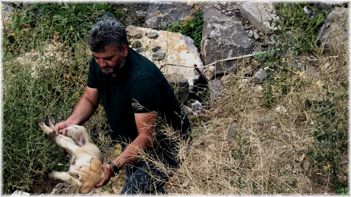 Kars Çayı’nda mahsur kalan yavru köpeği gazeteciler kurtardı