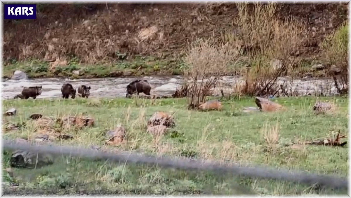 Kars-Göle yolunda domuz sürüsü görüntülendi