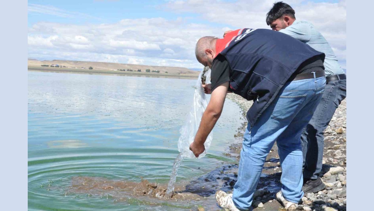 Kars göllerine binlerce sazan yavrusu bırakıldı