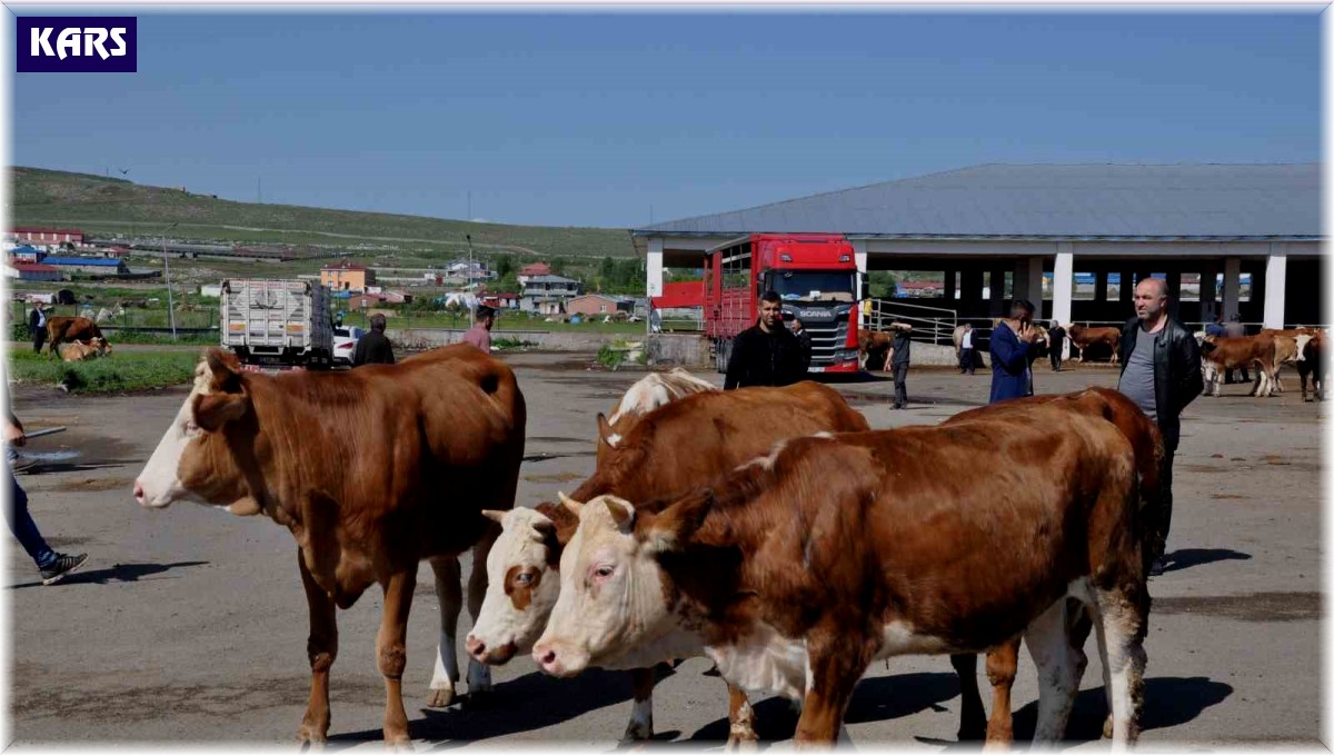 Kars Hayvan Pazarı'nda durgunluk yaşanıyor