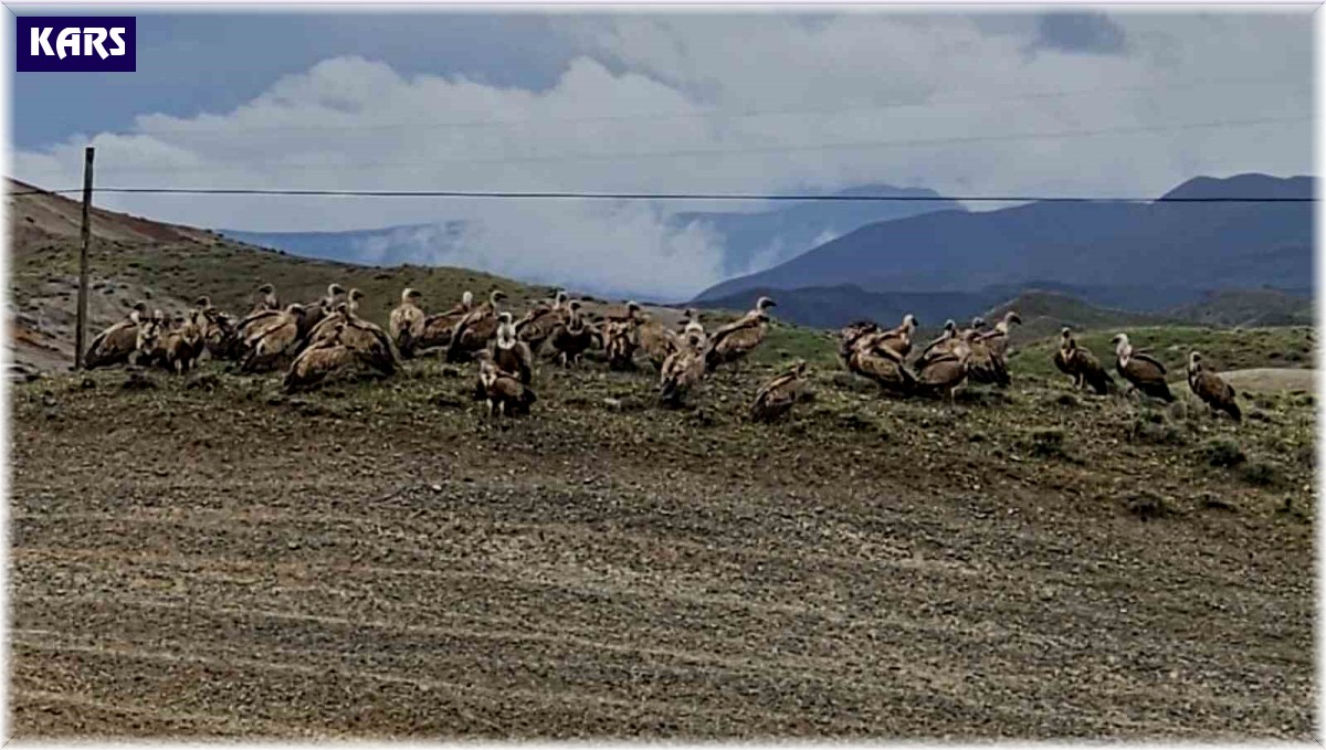 Kars-Iğdır yolunda akbaba sürüsü görüntülendi