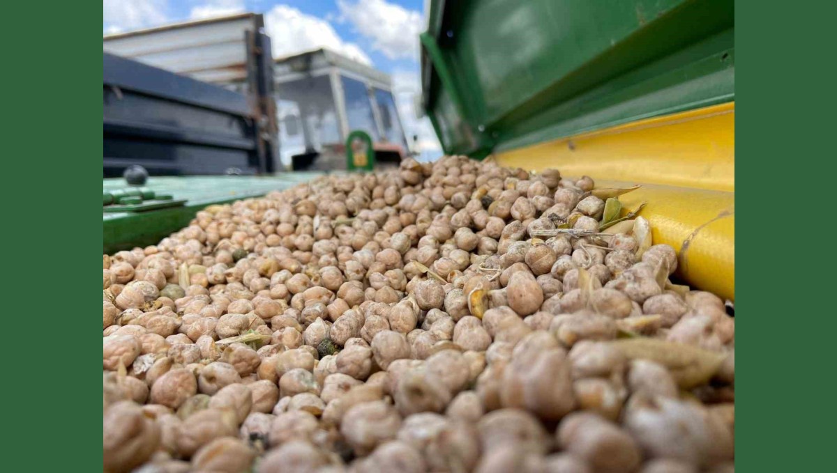 Kars'ın bereketli toprakları nohut ve mercimekle buluştu