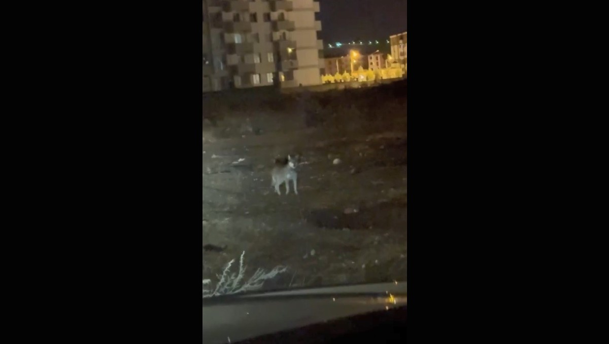 Kars'ın en şaşırtan misafiri: Kurt merkezde gezintiye çıktı