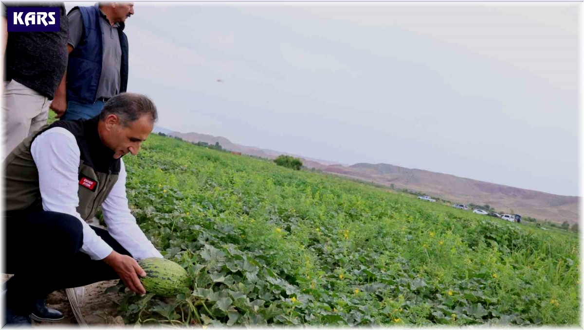 Kars'ın kavun ve karpuz ihtiyacı Digor'dan karşılanacak