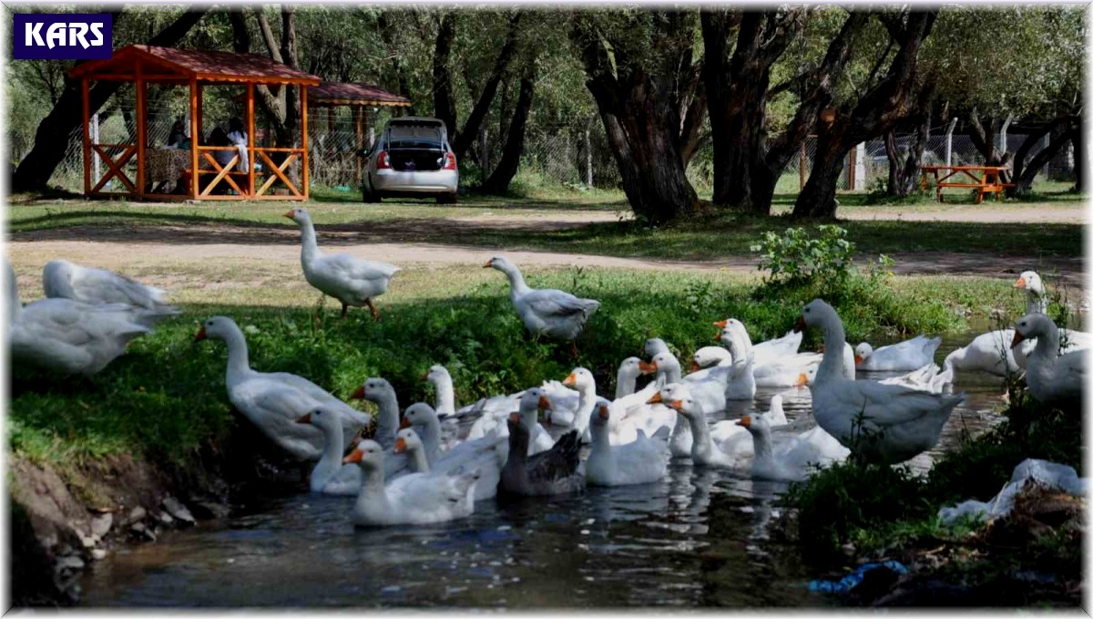 Kars kazına yoğun talep