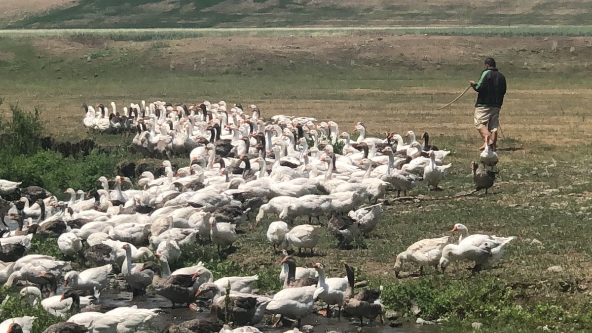 Kars kazları meralara çıktı