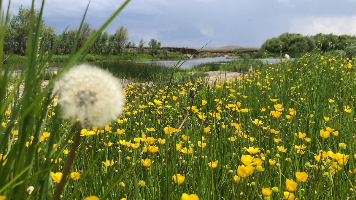 Kars rengarenk çiçek açtı