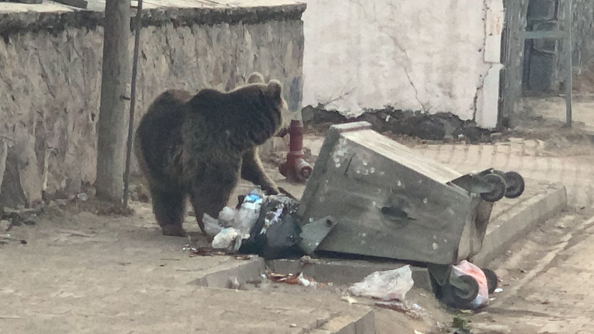 Kars Sarıkamış'ta aç kalan yavru ayı ilçe merkezine indi