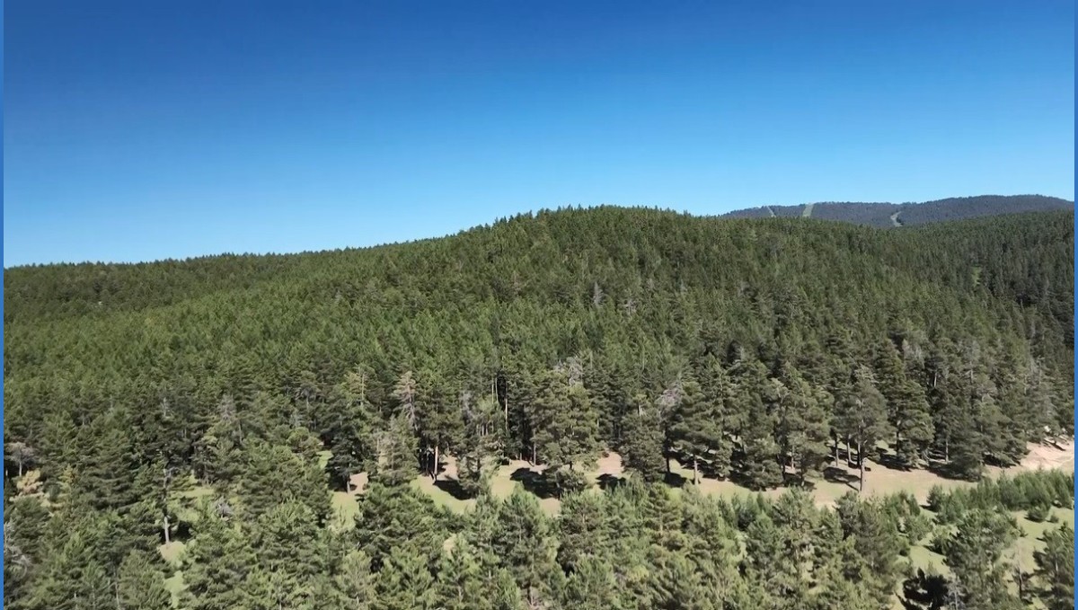 Kars'ta 1 Temmuz'da itibaren ormanlık alanlara girmek yasaklandı