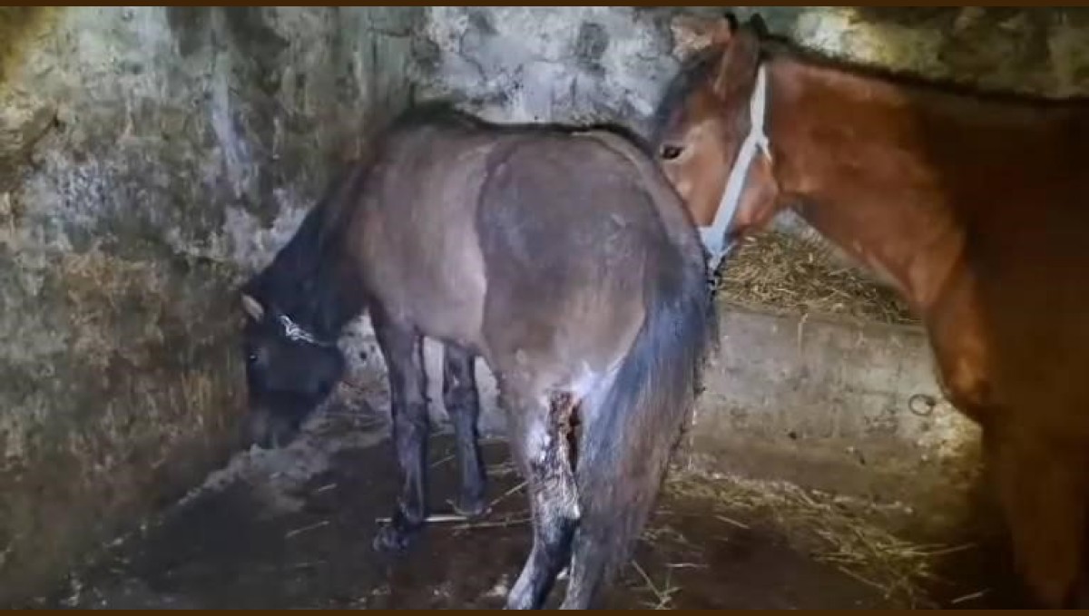 Kars'ta 15 atı ayaklarından vurdular