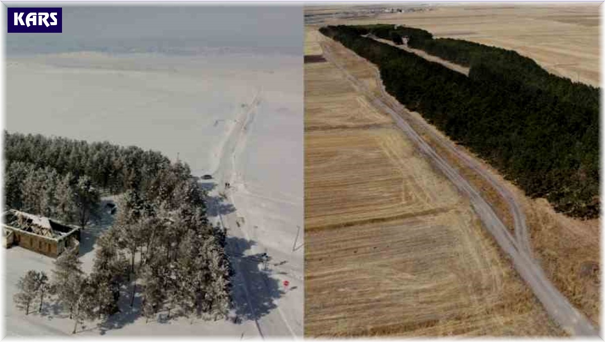 Kars'ta 20 bin çam ağacı görenleri büyülüyor