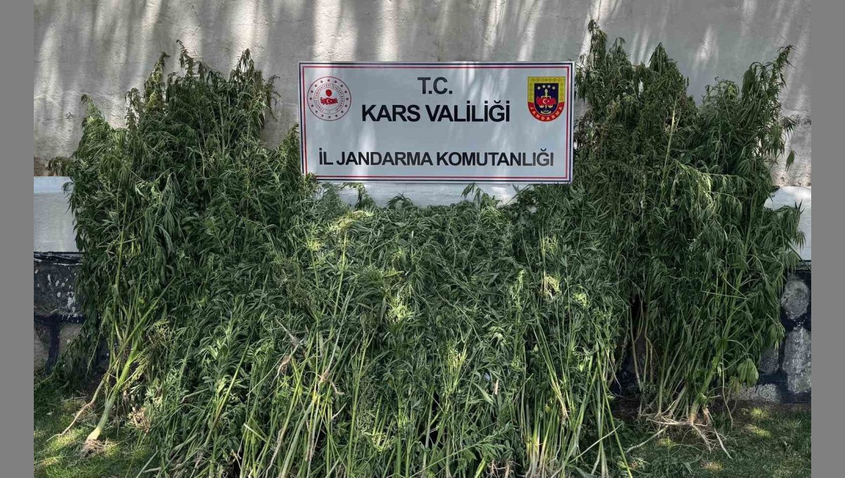 Kars'ta 42 bin 658 kök kenevir ele geçirildi