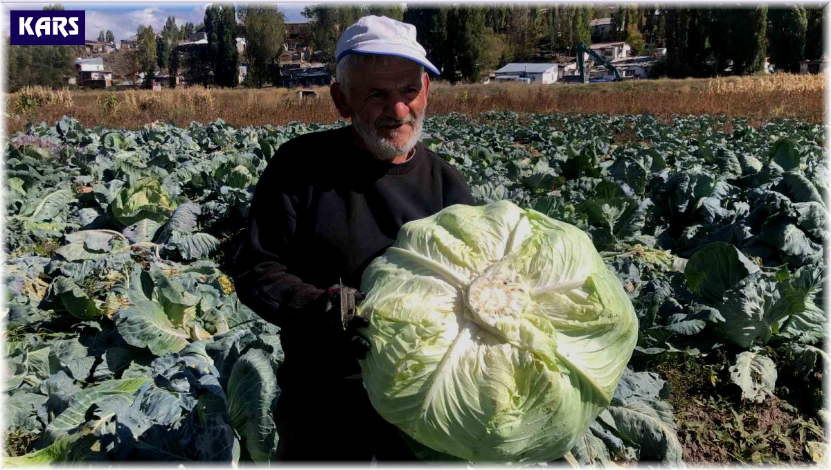 Kars'ta 50 yıldır lahana üretiyor