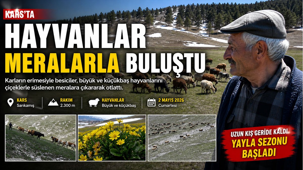 Kars'ta 6 ay sonra meralara çıkan hayvanlar karların erimesiyle otlamaya başladı