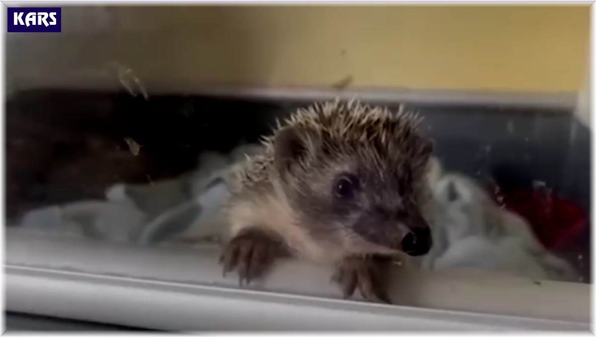 Kars'ta 6 yavru kirpi koruma altında