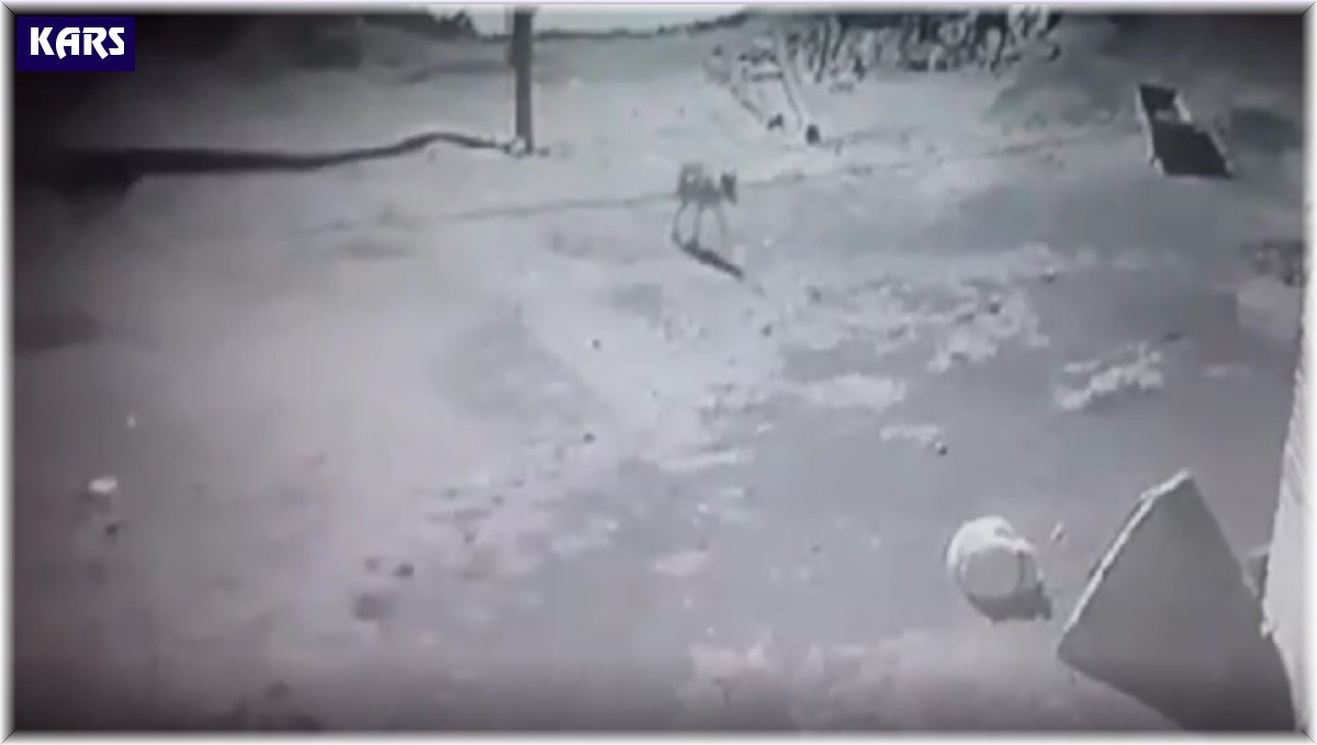 Kars'ta aç kalan kurt, köpeği götürdü, o anlar kaydedildi