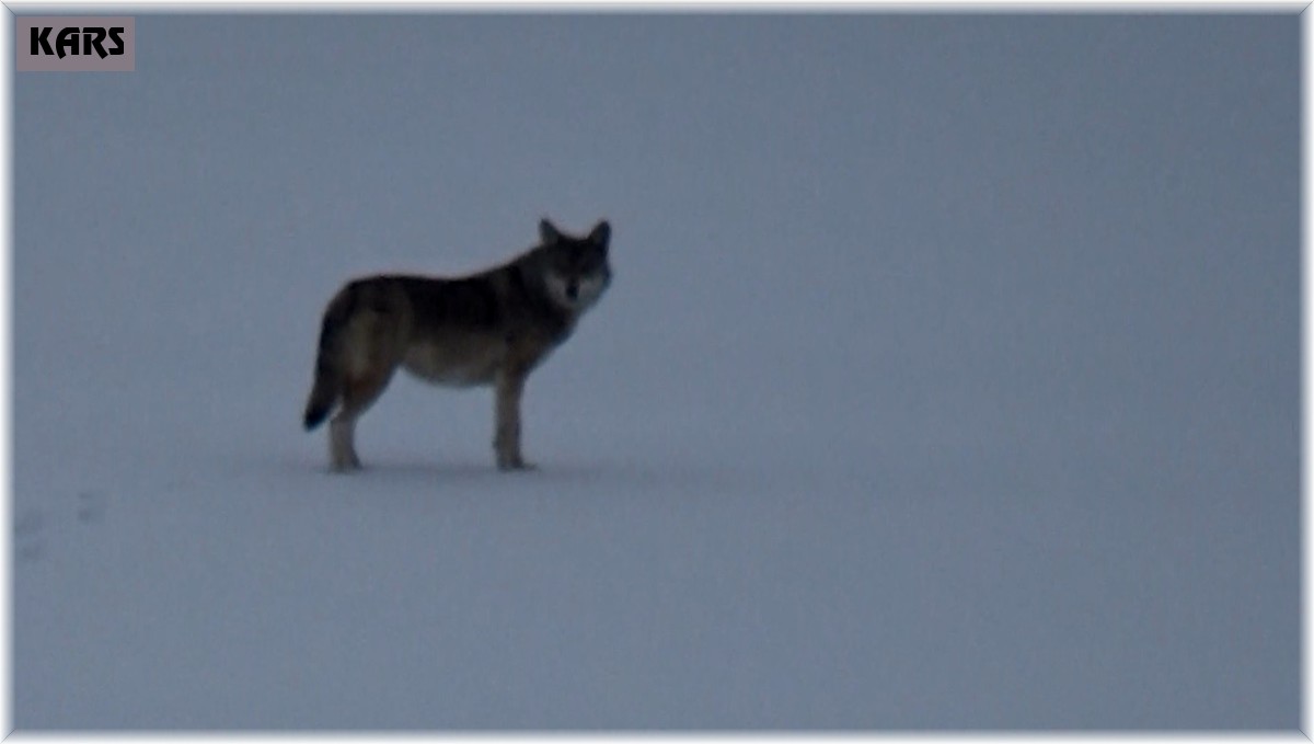 Kars'ta aç kalan kurt yerleşim alanına indi