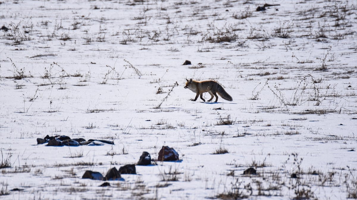 Kars'ta aç kalan kurtlar yerleşim yerlerinde yiyecek aradı