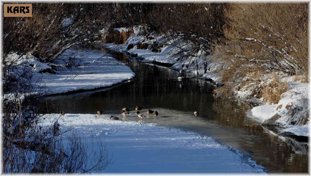Kars'ta aç kalan yaban ördekleri Kars Çayı'nı mesken tuttu