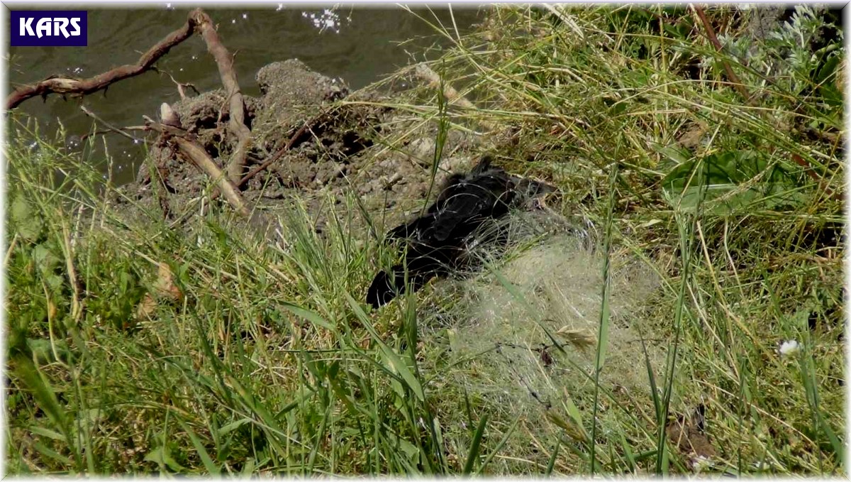 Kars'ta ağa takılan yavru karga kurtarıldı