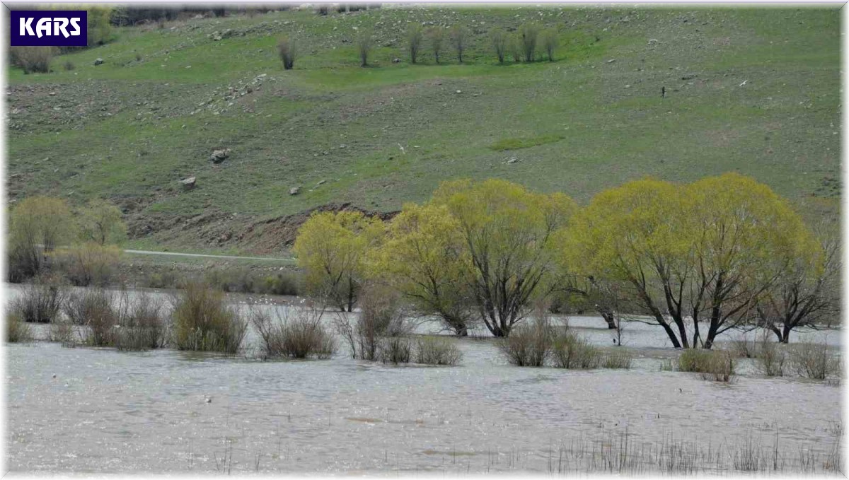 Kars'ta ağaçlar baraj suları altında kaldı