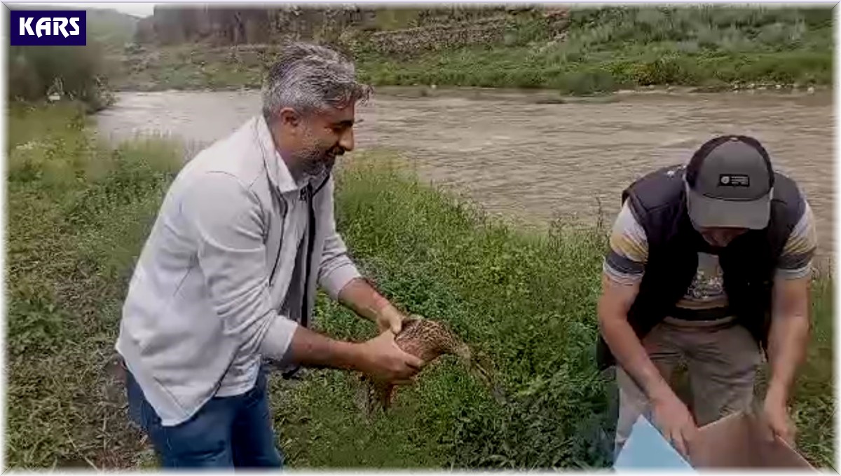 Kars'ta anne ördek yavrularıyla doğal ortama bırakıldı