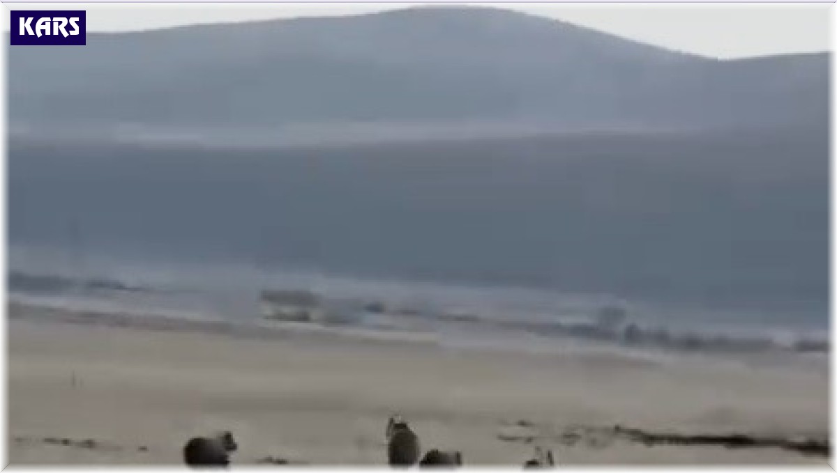 Kars'ta anne ve yavru ayılar köye indi