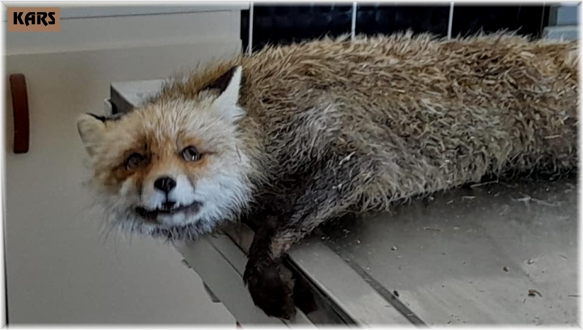 Kars'ta arpa ambarına giren tilki kurtarıldı