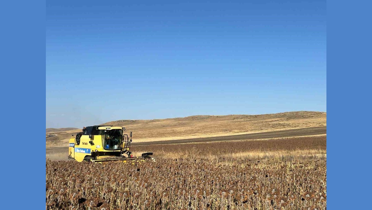 Kars'ta Ayçiçeği hasadı başladı