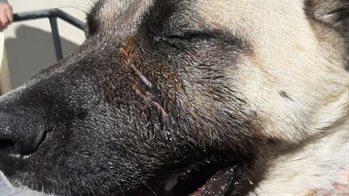 Kars'ta ayı yavrusuna köpeklerini saldırtan kişiye para cezası