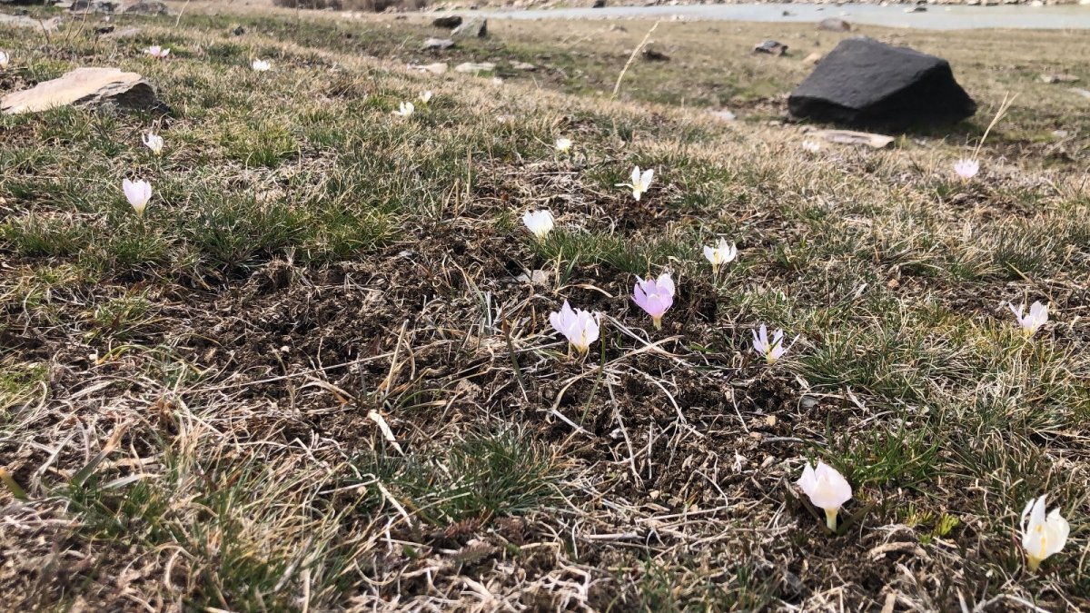 Kars'ta baharın müjdecisi kardelenler çiçek açtı