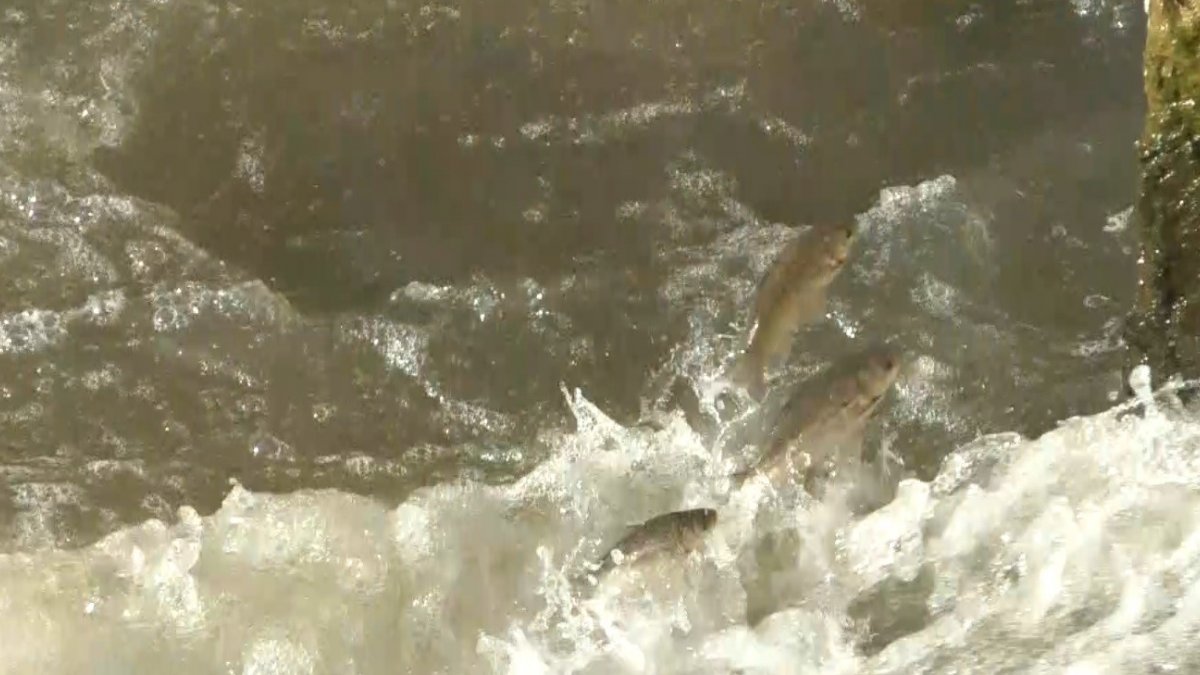 Kars'ta, balıkların 'ölüm' göçü başladı