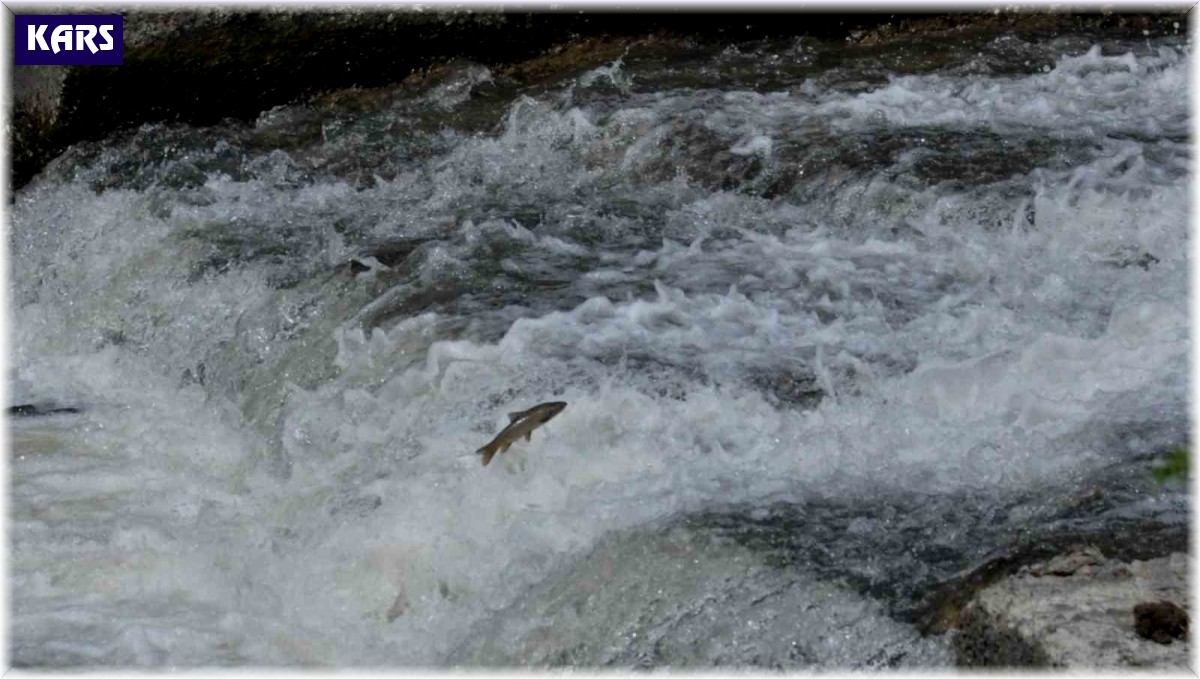 Kars'ta balıkların ölüm göçü sürüyor