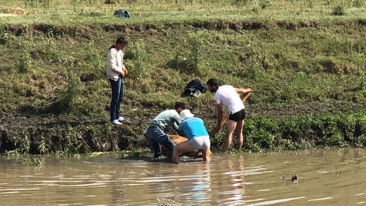 Kars'ta bataklığa saplanan ineği vatandaşlar kurtardı