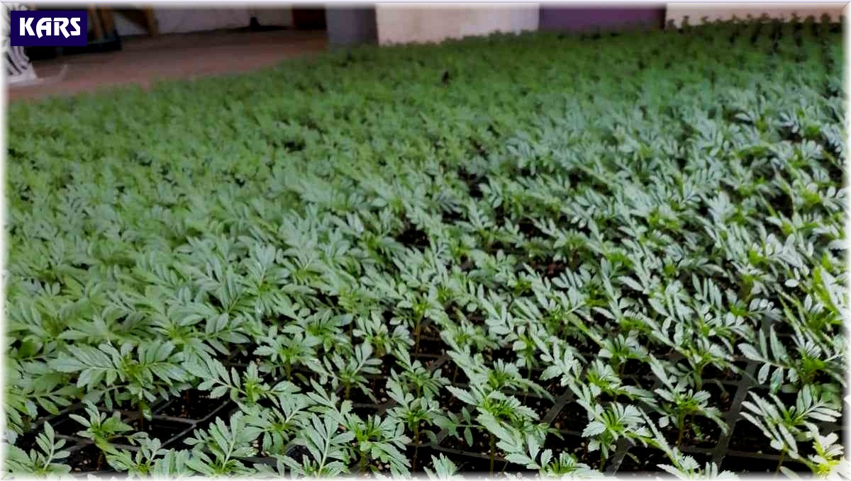 Kars'ta belediye süs bitkisi yetiştiriyor